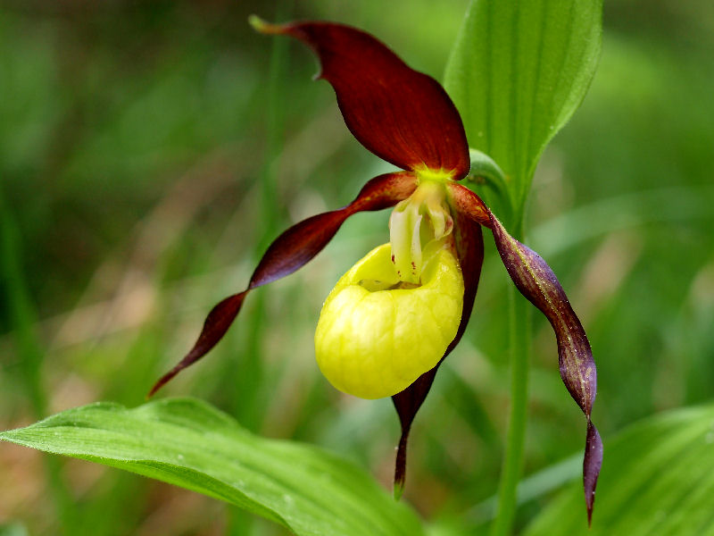 Dal Cadore - Cypripedium calceolus